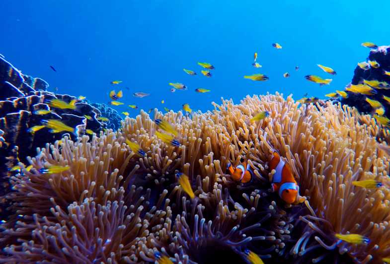 Koh Ngai: Zümrüt Mağarası, Kradan, Chueak Özel Uzun Kuyruklu Tekne